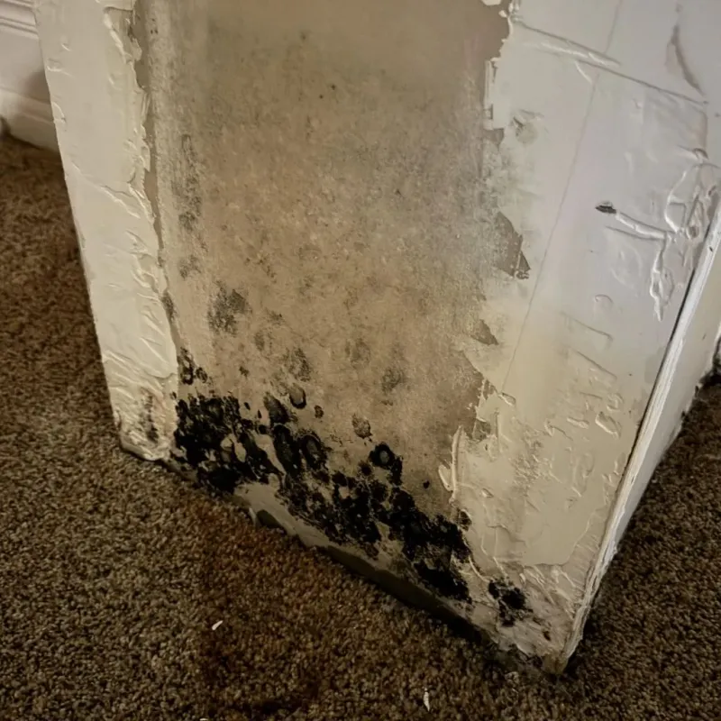 Professional Mold Removal in Lincoln County, WV